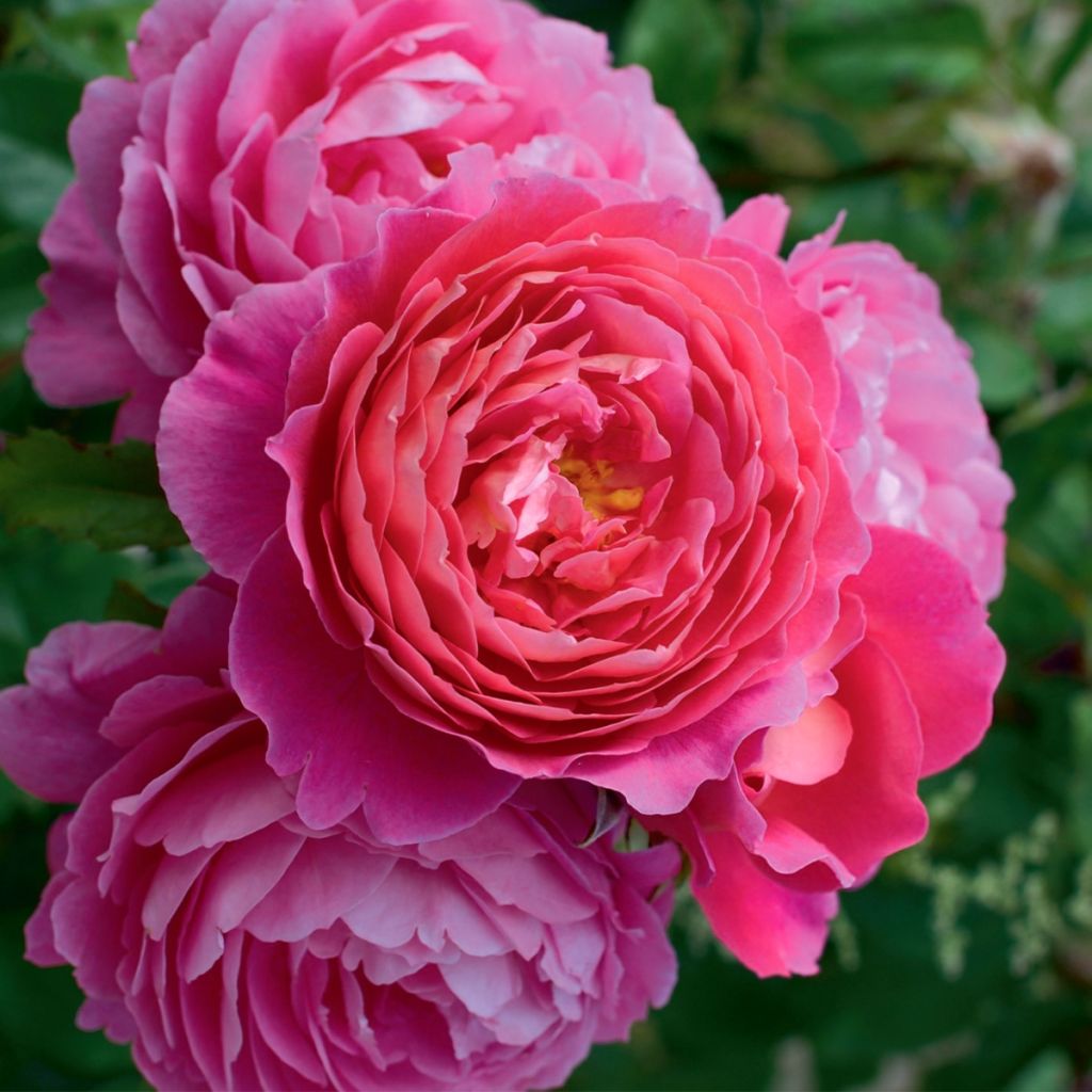 Rosier à fleurs groupées Folle Courtisane