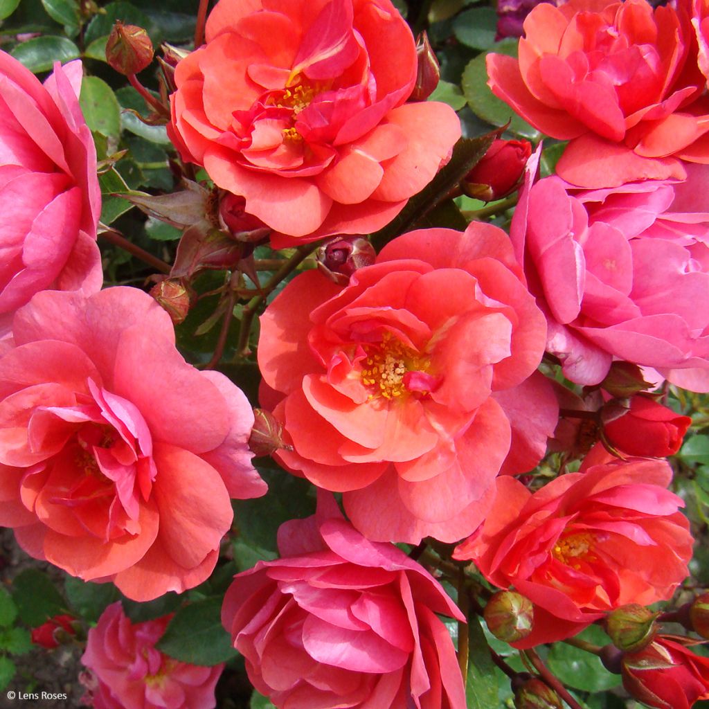 Rosa x floribunda - 'Folle Framboise' - Shrub Rose