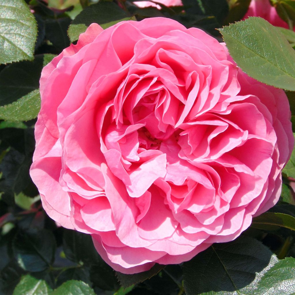 Rosier à fleurs groupées Leonardo da Vinci