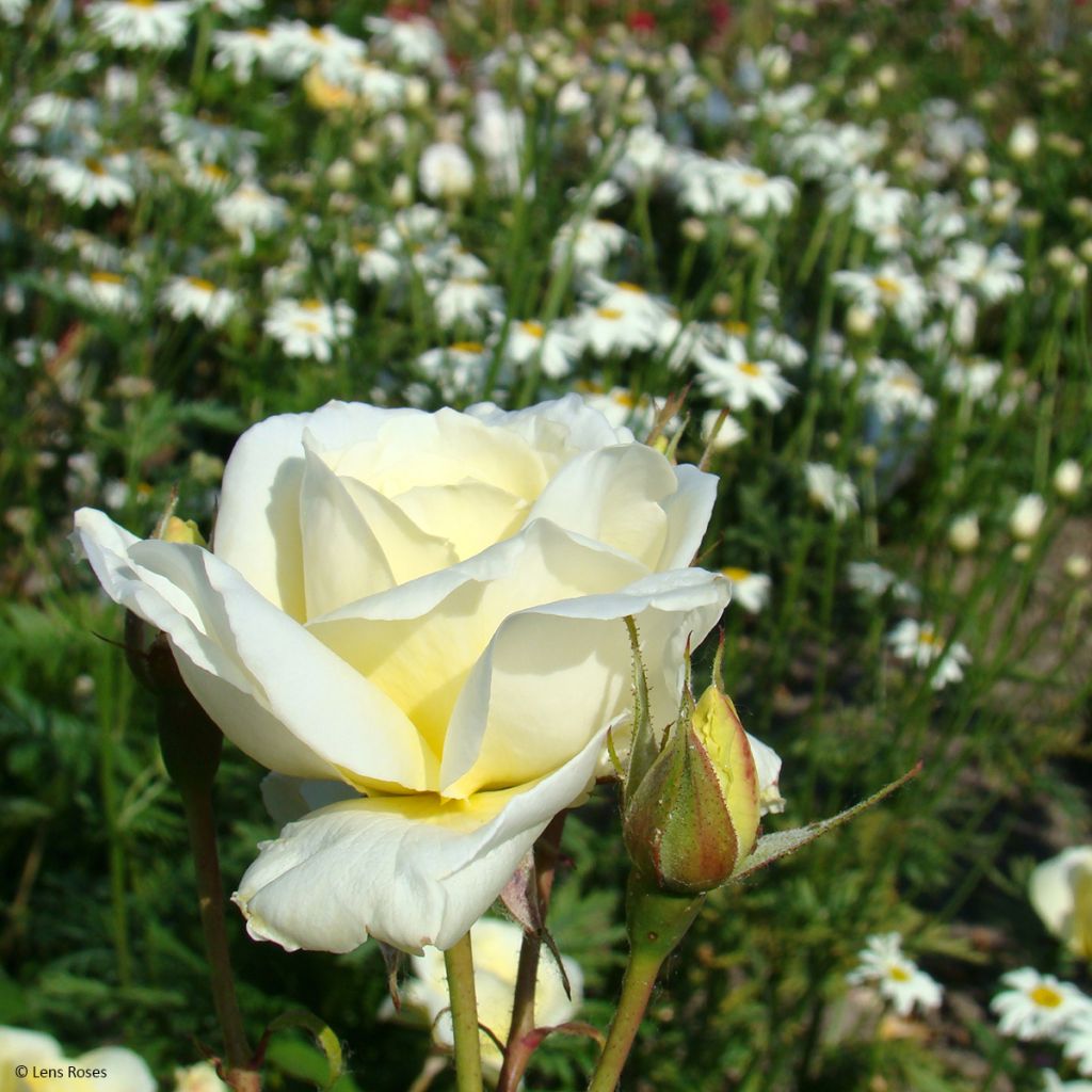 Rosa floribunda Love letter