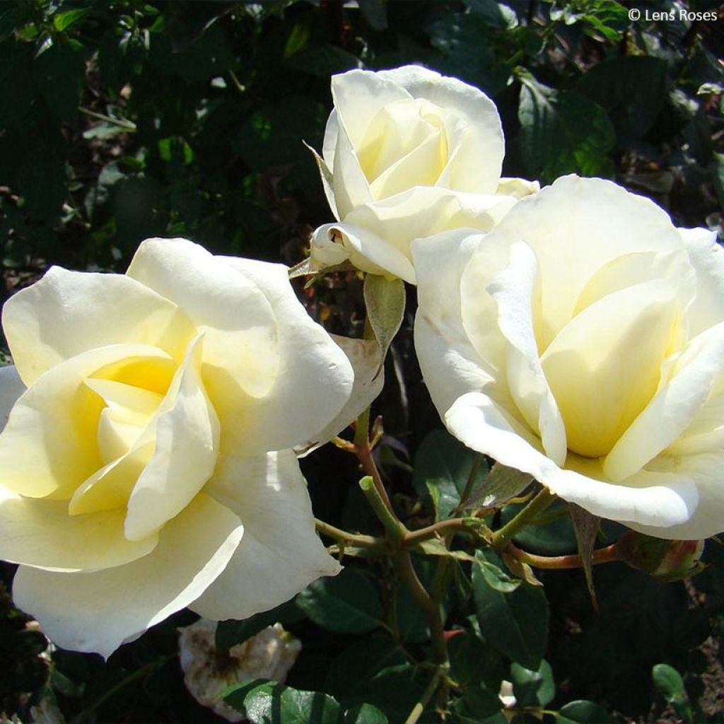 Rosa floribunda Love letter