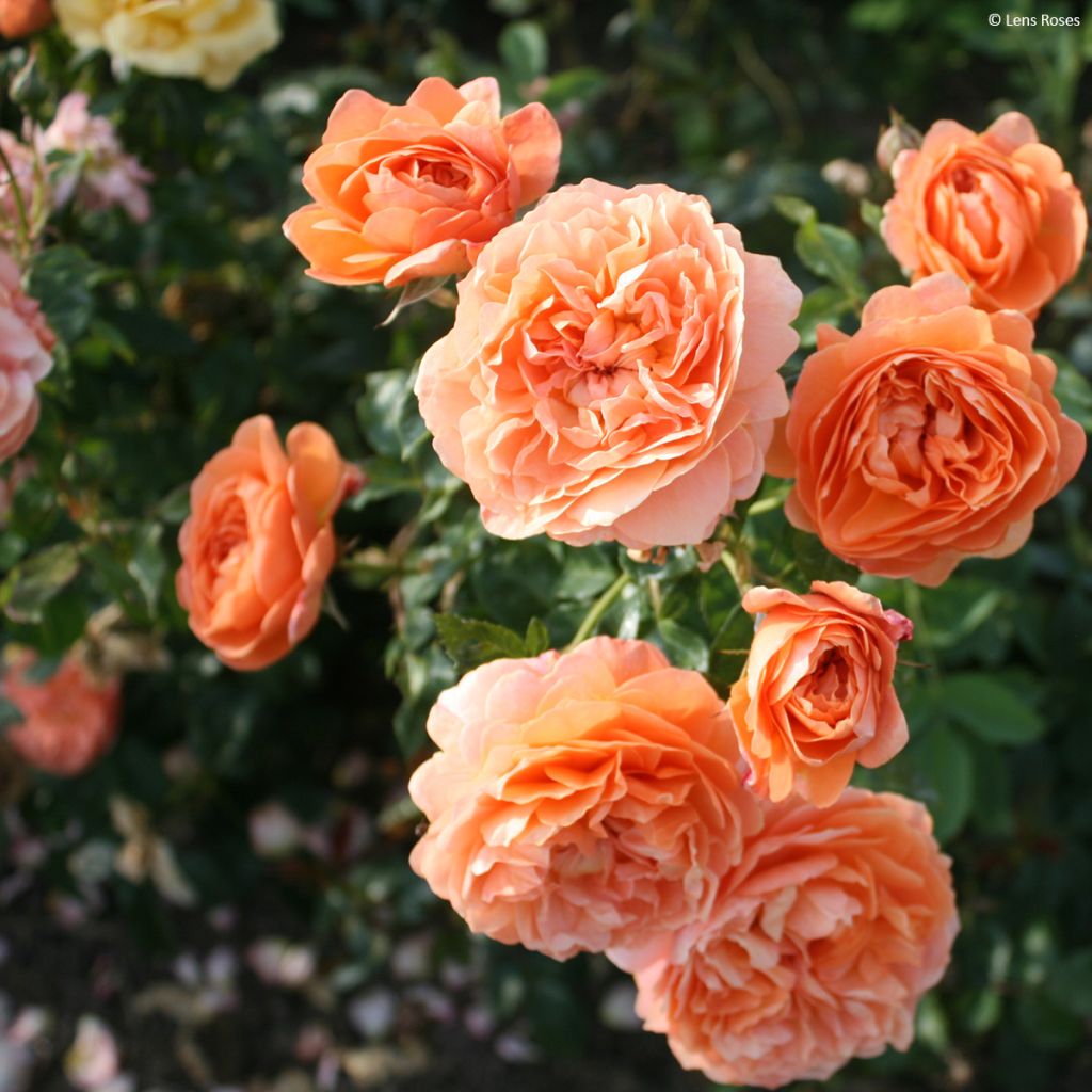 Rosa x floribunda 'Marc's Jubilee' - Shrub Rose