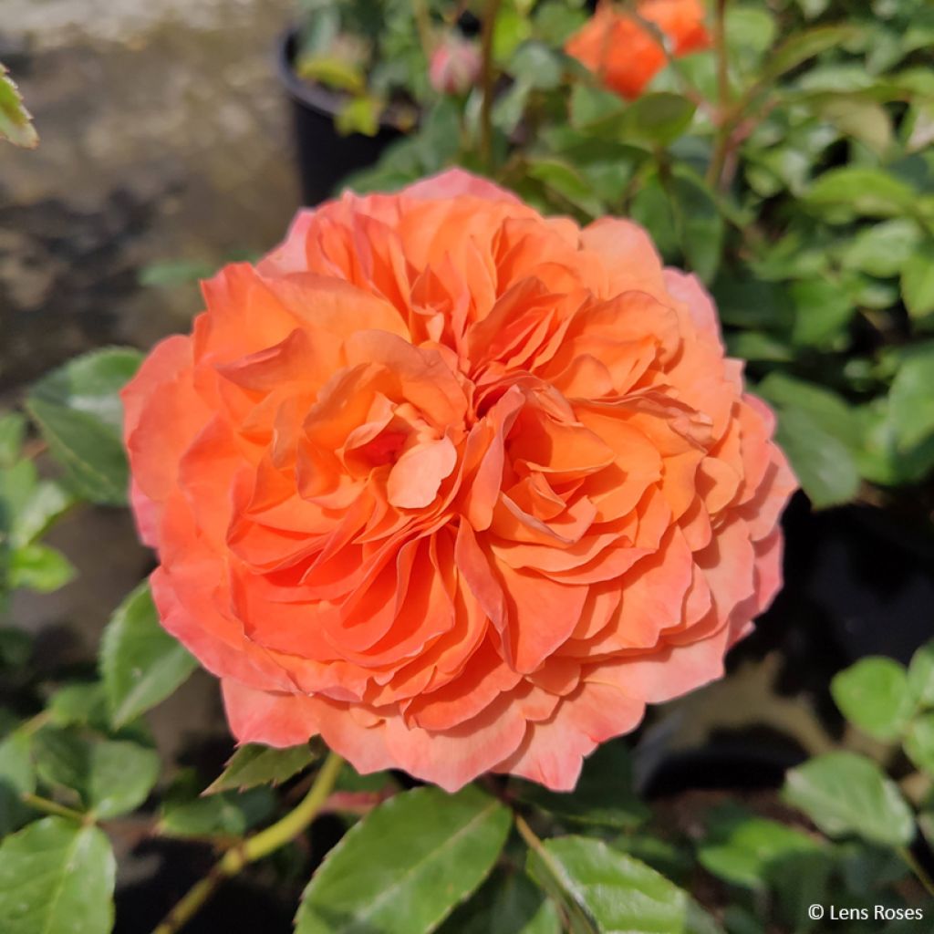 Rosa x floribunda 'Marc's Jubilee' - Shrub Rose