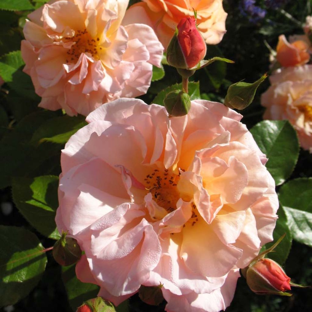 Rosier à fleurs groupées Martin des Senteurs