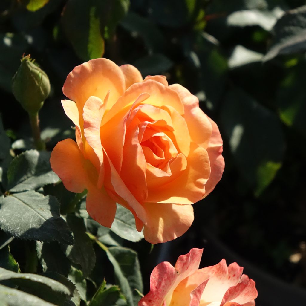 Rosa x polyantha Message d'Espoir - Polyantha Rose