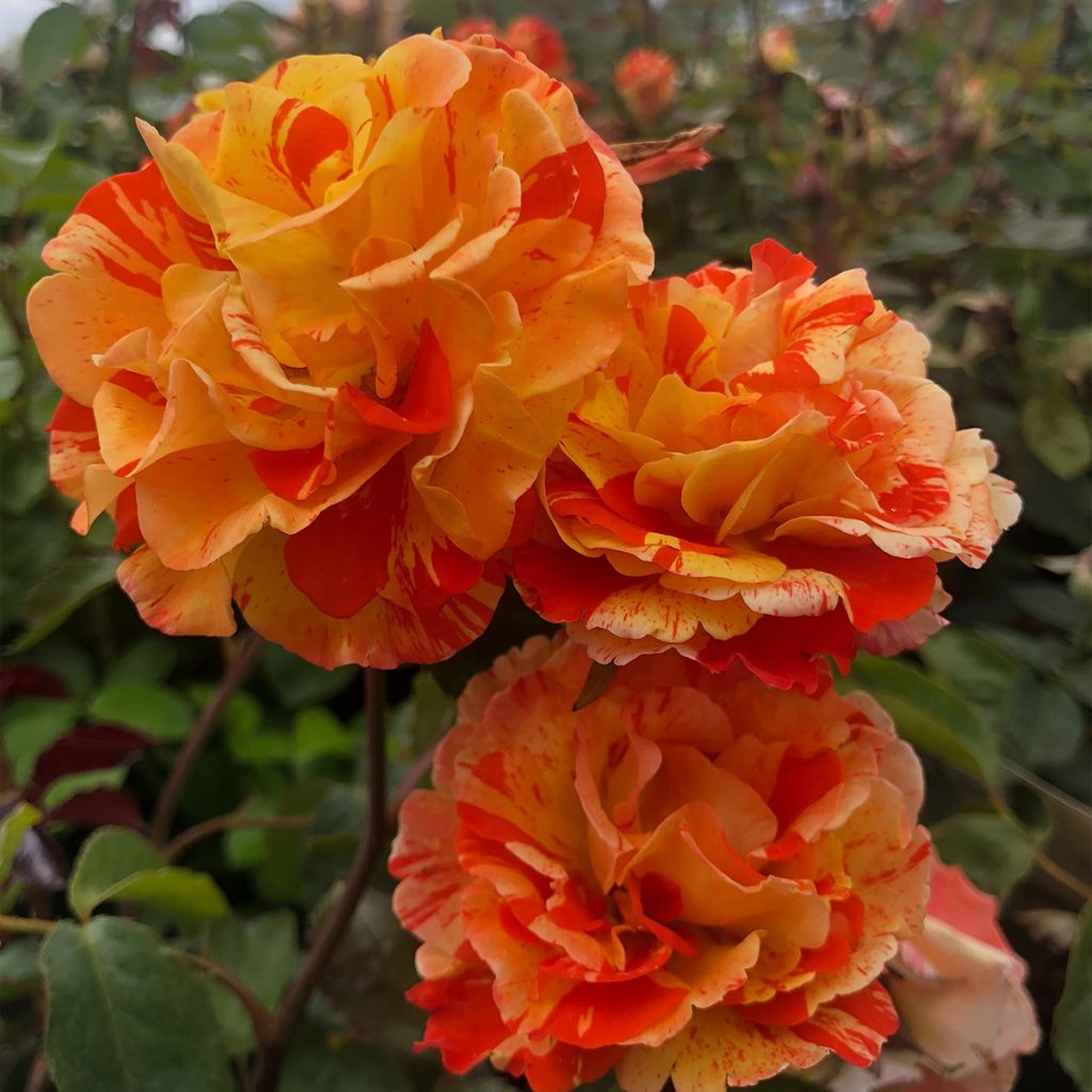 Rosier à fleurs groupées Oranges and Lemons