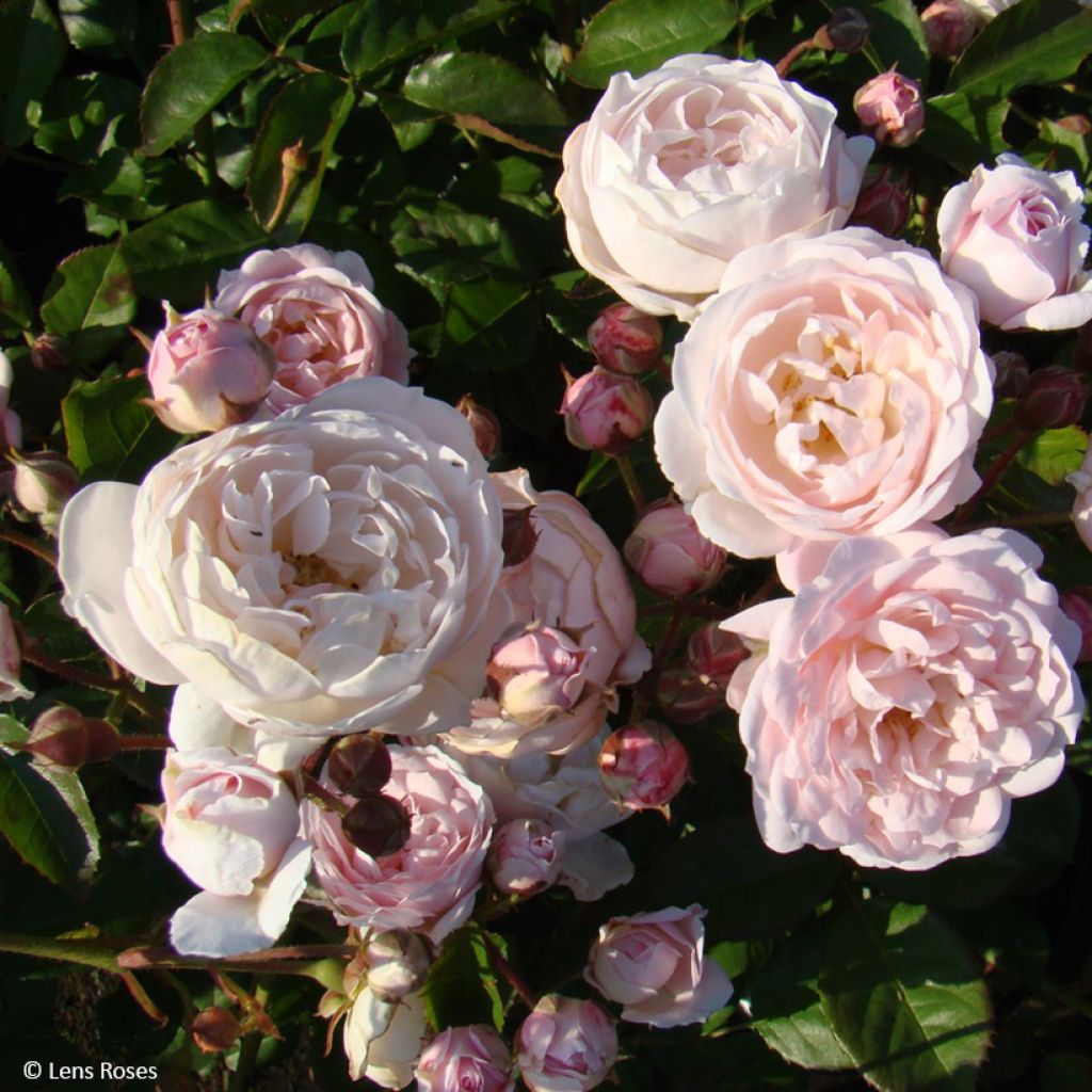 Rosa x floribunda 'Rose de la petite Chabotte' - Miniature Rose