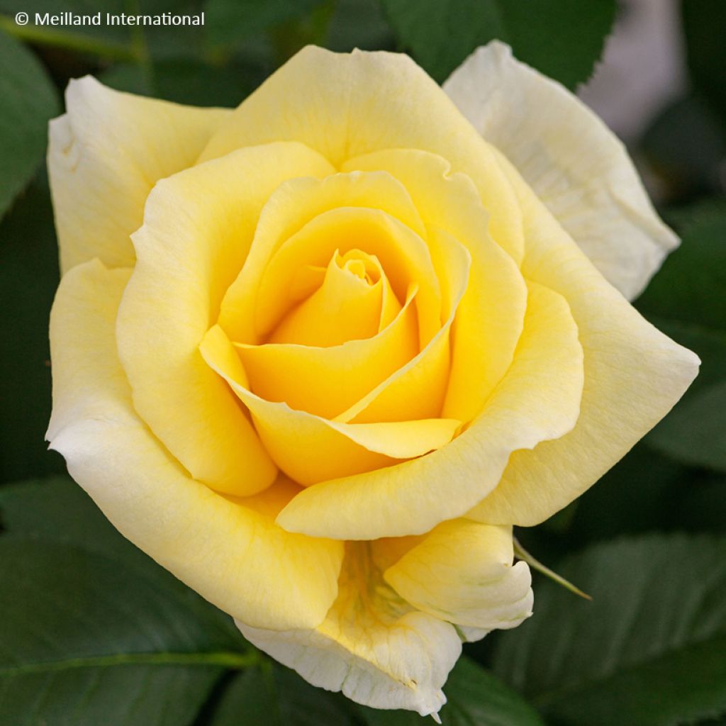 Rosa 'Meilaocil' RUSTICA® III - Rosier Rustica III, Rosier Rustica amélioré