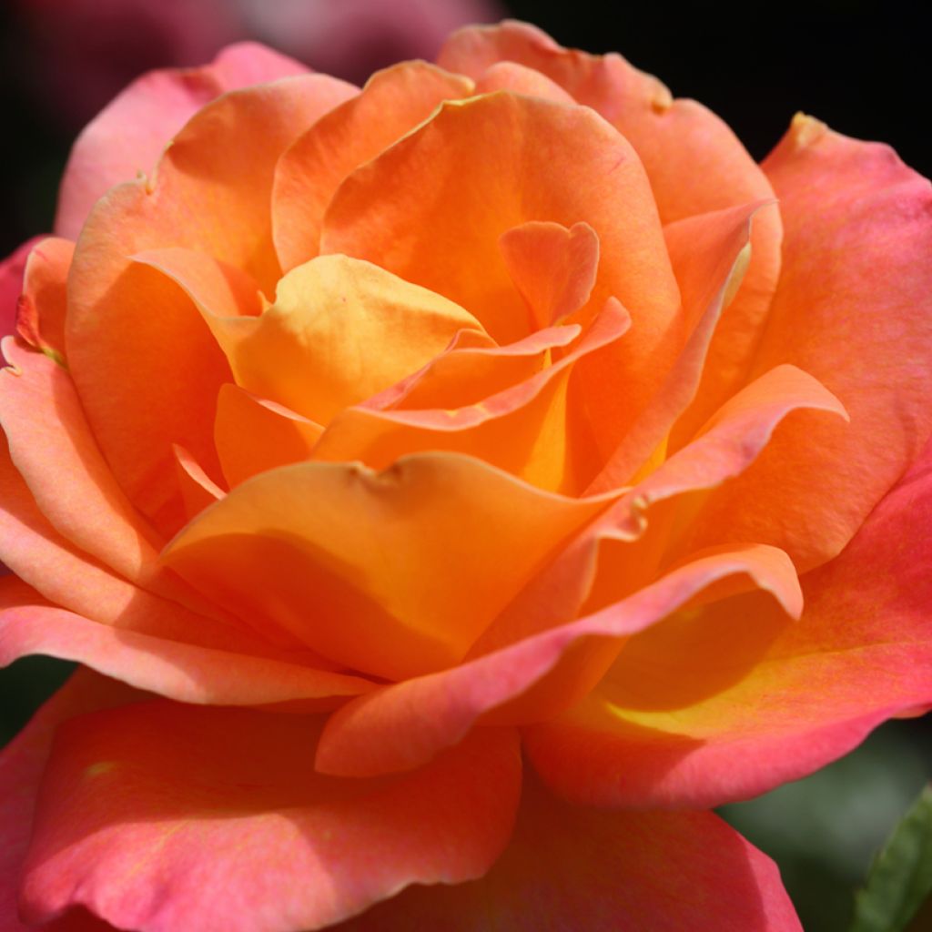 Rosier à fleurs groupées Tobago 'Deltogo'