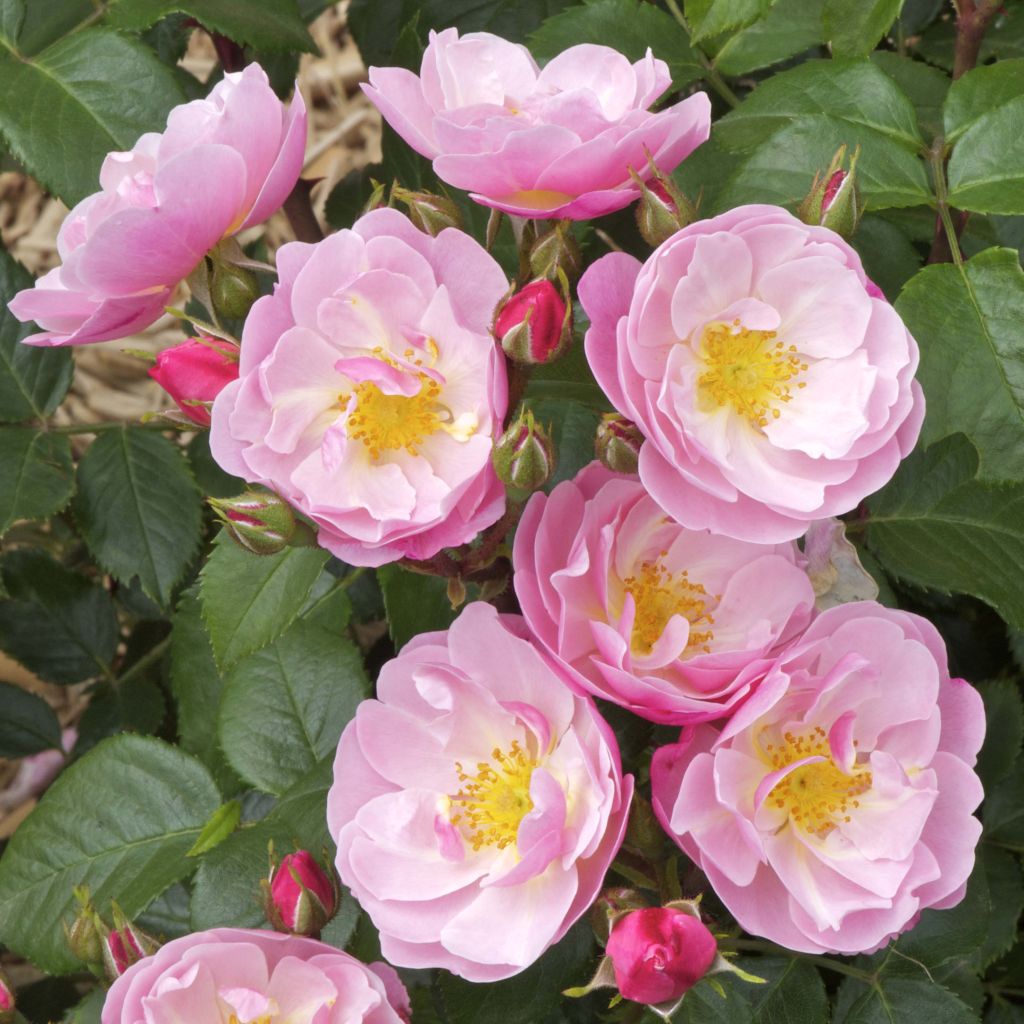 Rosier à fleurs groupées Utopia en racines nues.