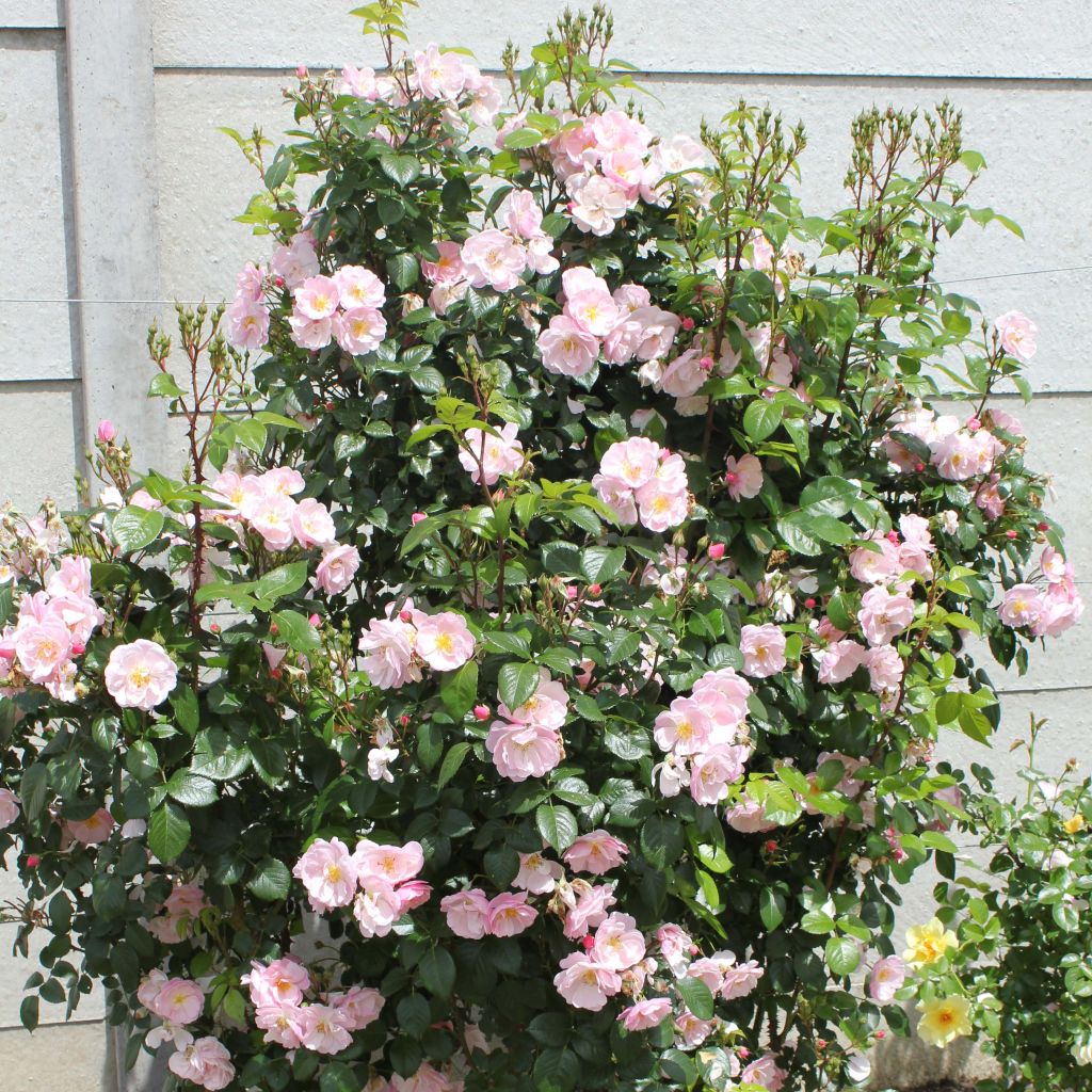 Rosier à fleurs groupées Utopia en racines nues.