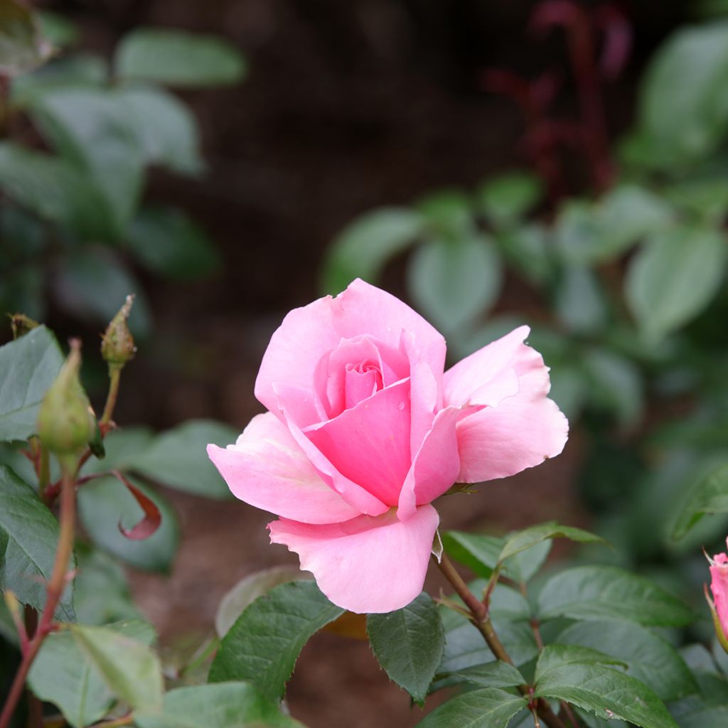 Rosa x floribunda Ville de Saumur - Floribunda Rose