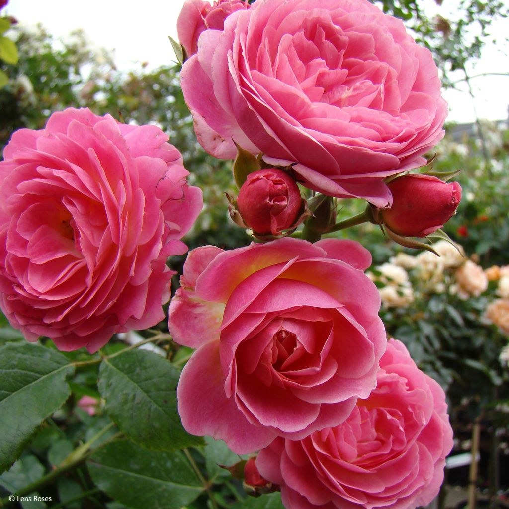 Rosa x moschata 'Walferdange' 