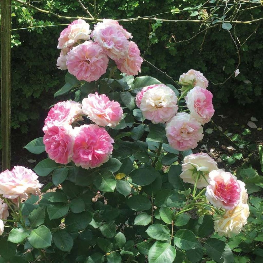 Rosier à grandes fleurs Agnès B®