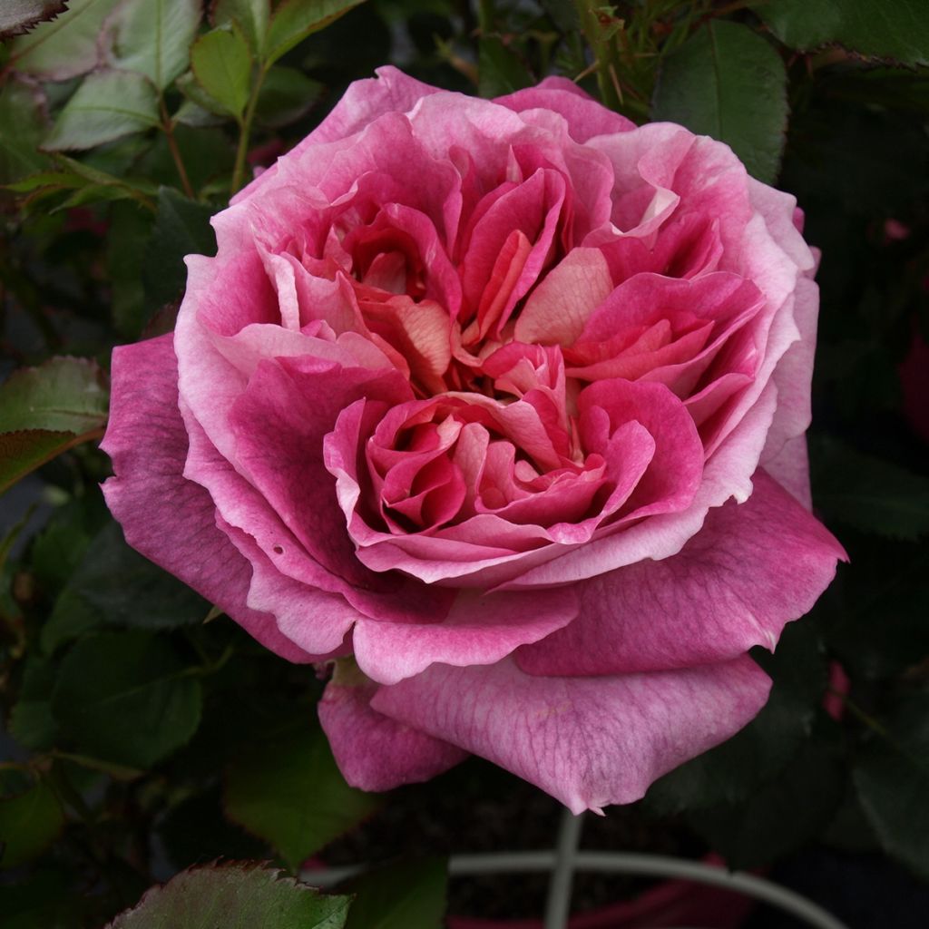 Rosa Agnès B