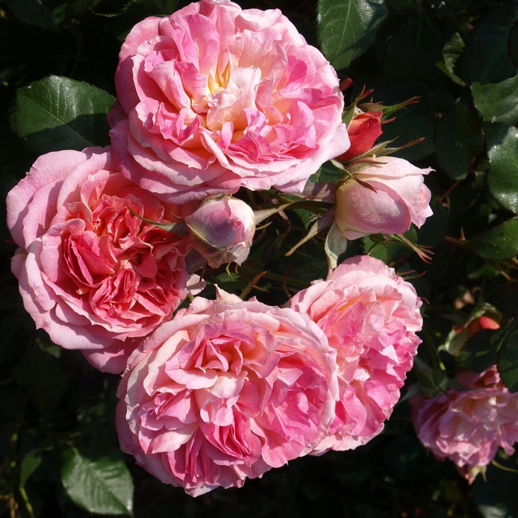 Rosa Agnès B