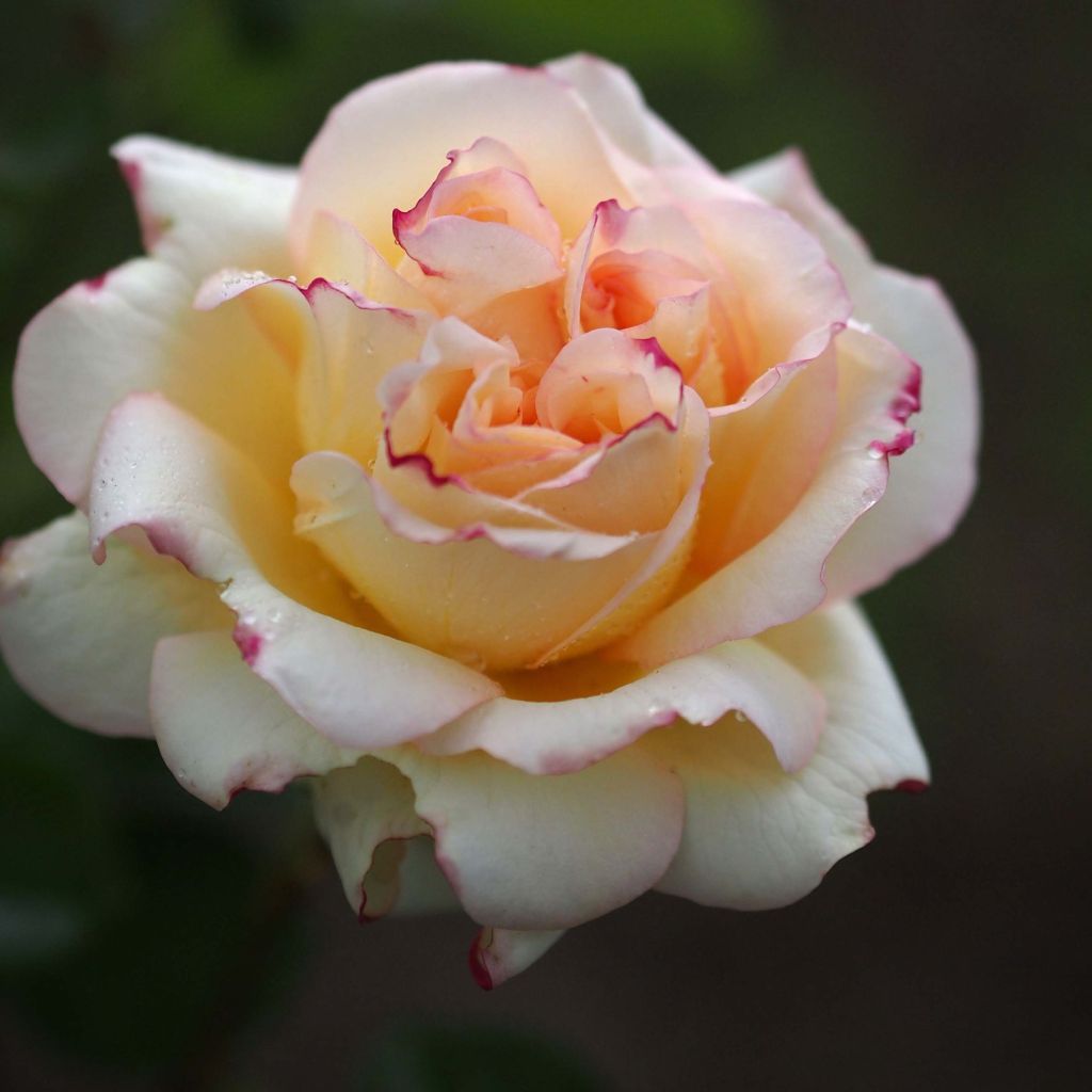 Rosa Alphonse Daudet Romantica 'Meirouve'