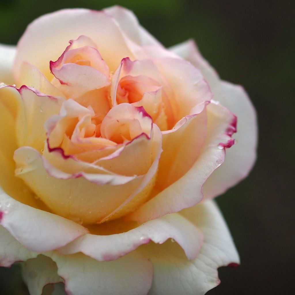 Rosa Alphonse Daudet Romantica 'Meirouve'