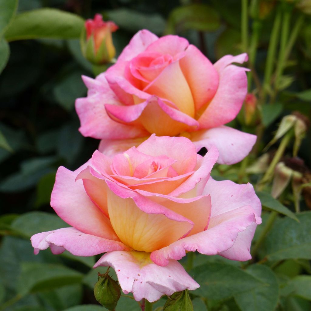 Rosa 'André Eve' - Modern Hybrid Tea Rose