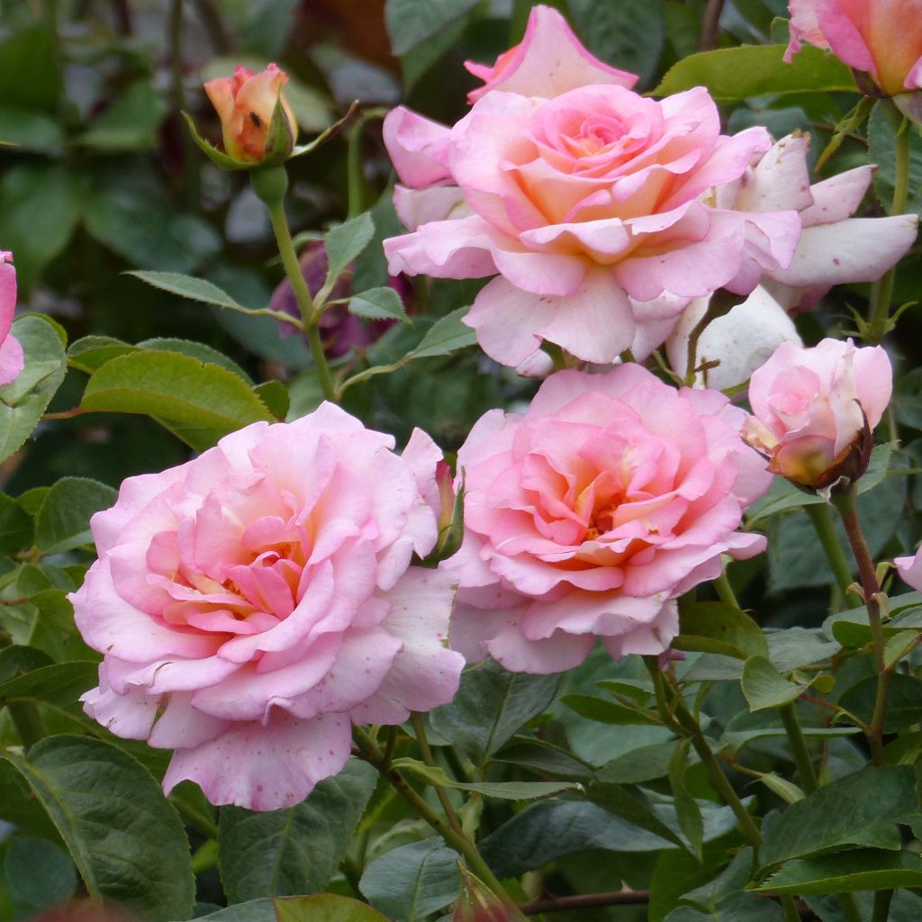 Rosa 'André Eve' - Modern Hybrid Tea Rose