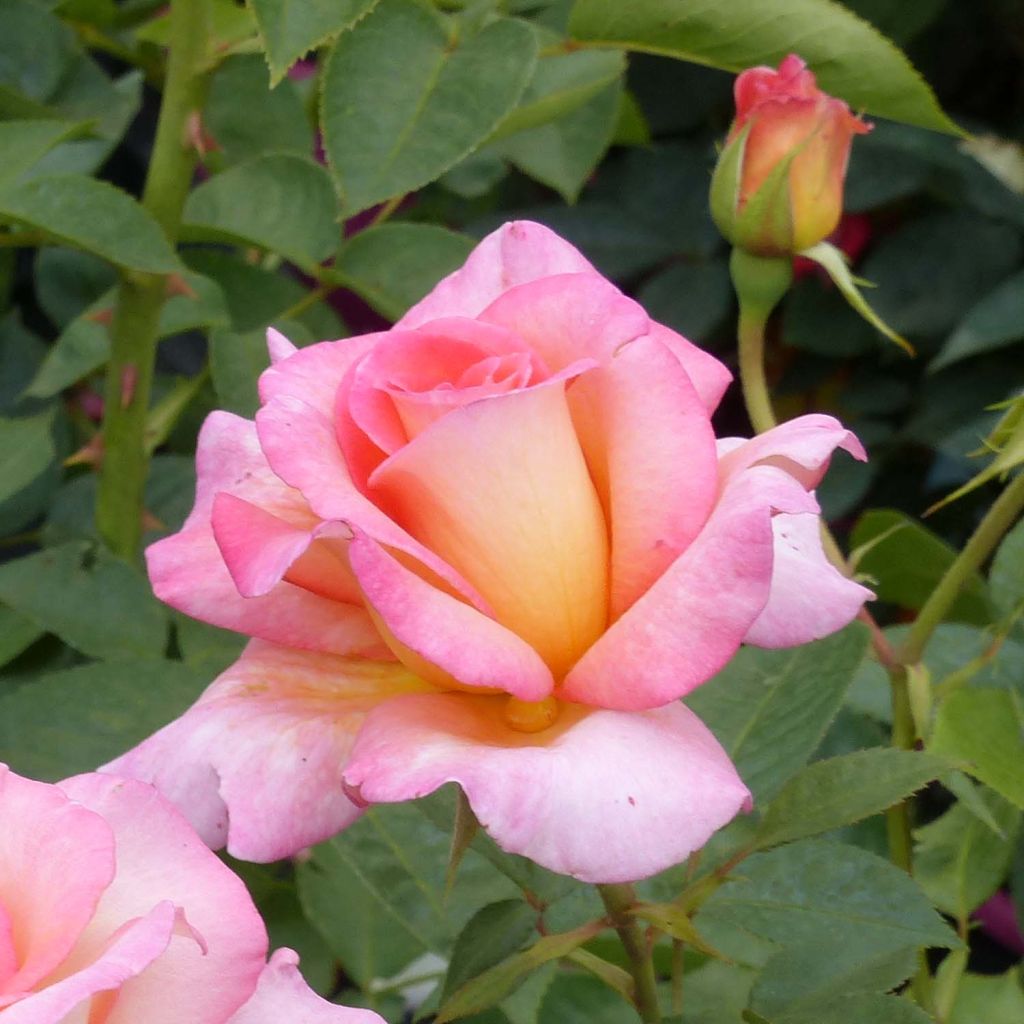Rosa 'André Eve' - Modern Hybrid Tea Rose