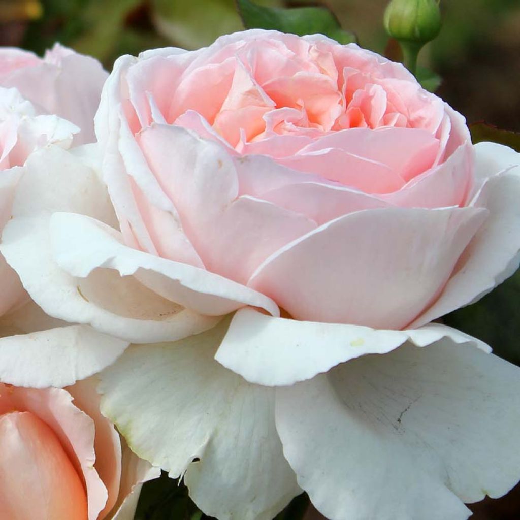 Rosier à grandes fleurs André Le Nôtre