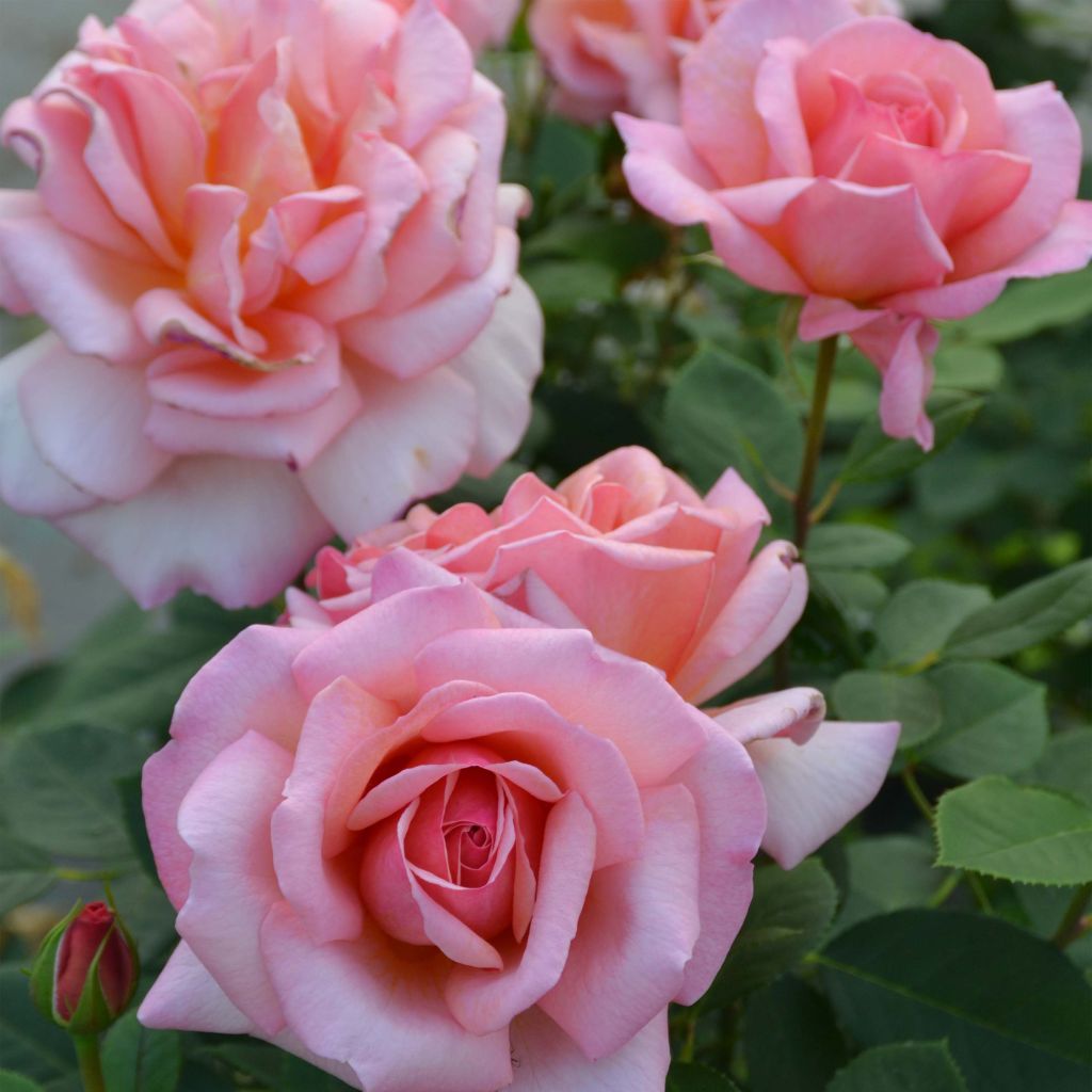 Rosier à grandes fleurs Belle du Seigneur en racines nues.