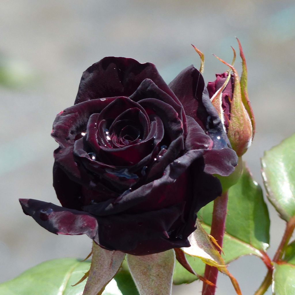 Rosier à grandes fleurs Black Baccara ®