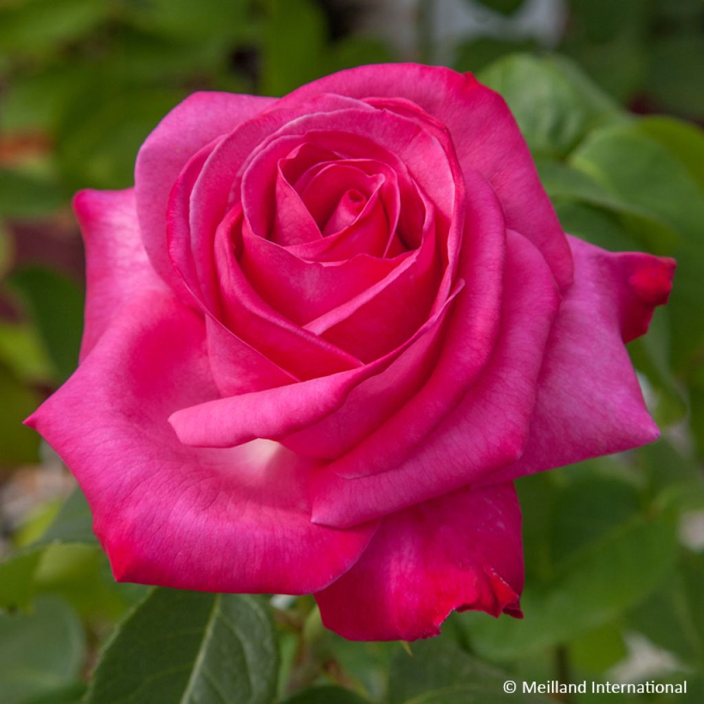 Rosa  'Meisionver' CAPRICE DE MEILLAND® - Rosier Caprice de Meilland, Rosier Best Friend