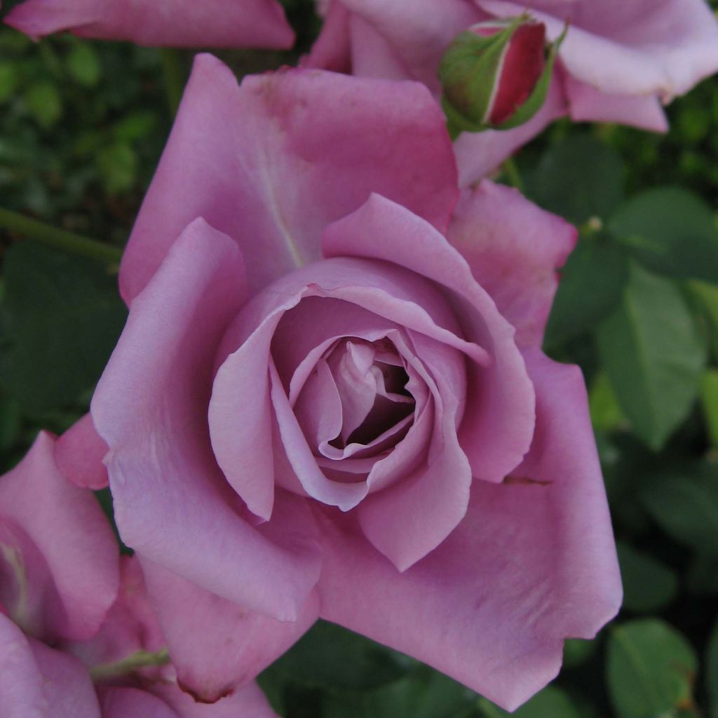 Rosier à grandes fleurs Charles de Gaulle