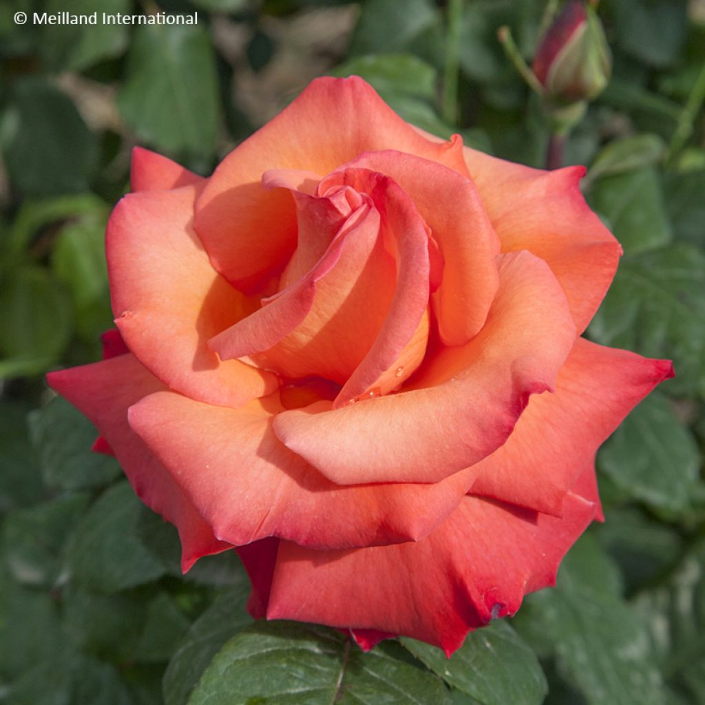 Rosa  'Meironsse' CHRISTOPHE COLOMB® - Rosier Christophe Colomb, Rosier Cristobal Colon, Rosier Flamboyance
