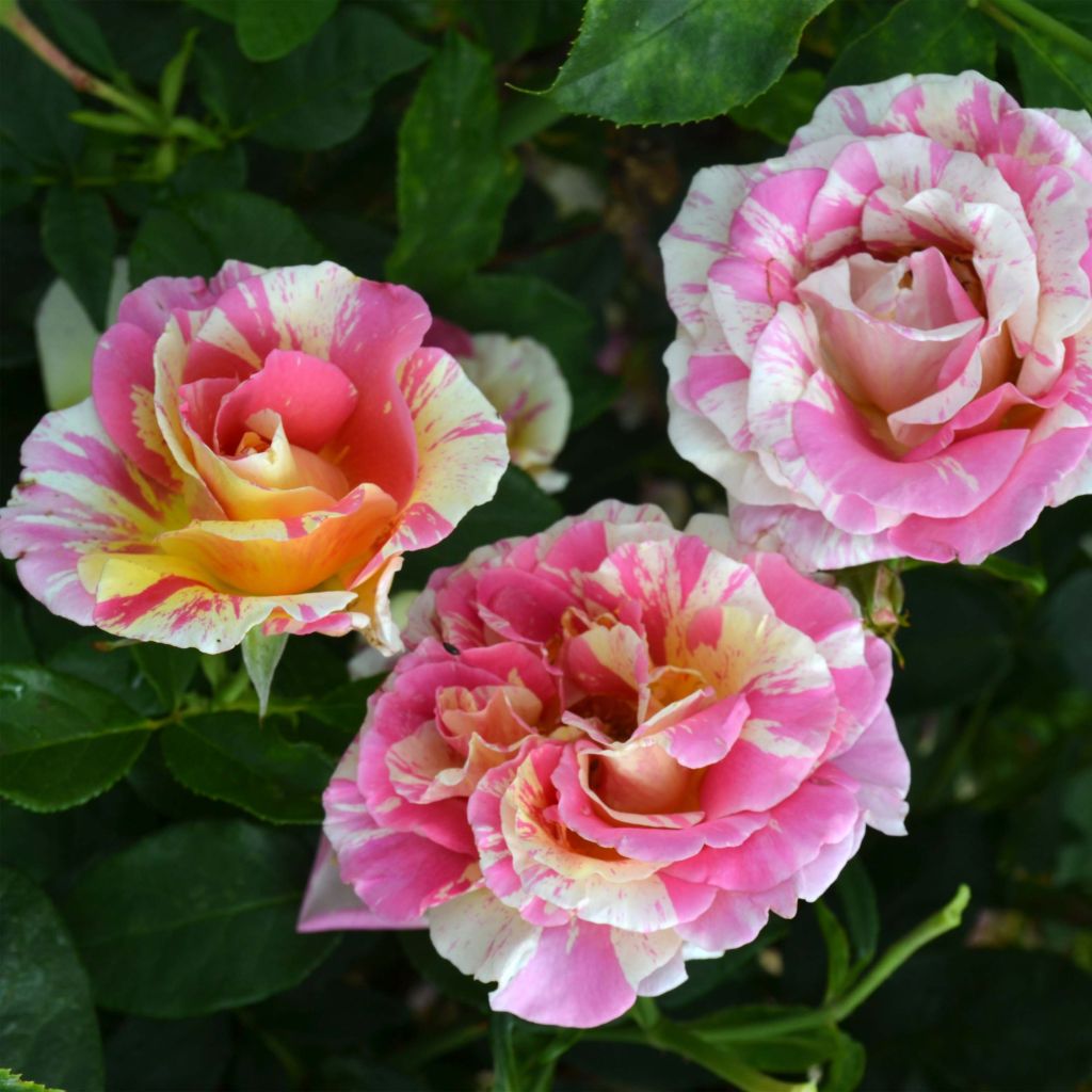 Rosier à grandes fleurs Claude Monet en racines nues.