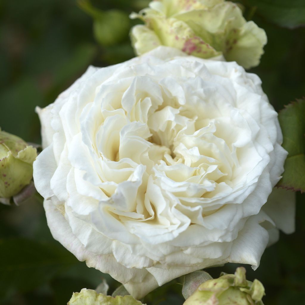 Rosier à grandes fleurs Crémet d'Anjou