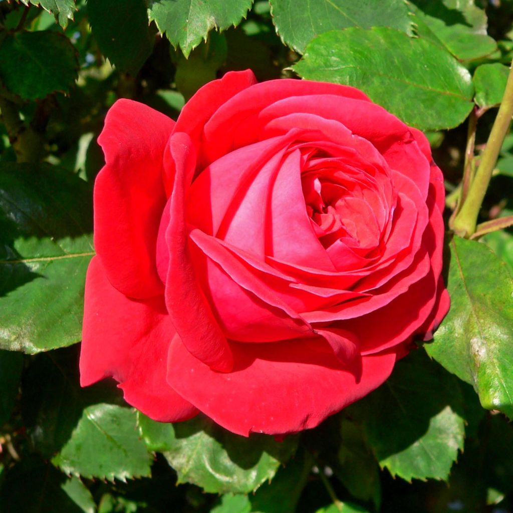 Rosier à grandes fleurs Dame de Coeur