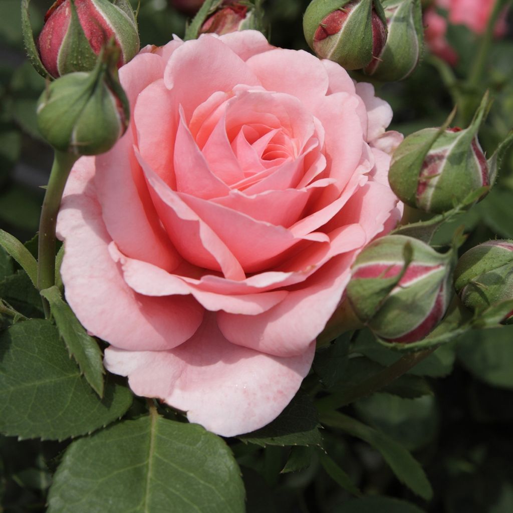 Rosier à grandes fleurs Elaine Paige