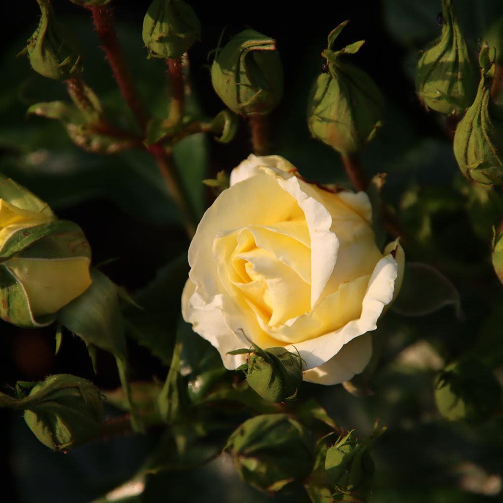 Rosa Eleganza Limona