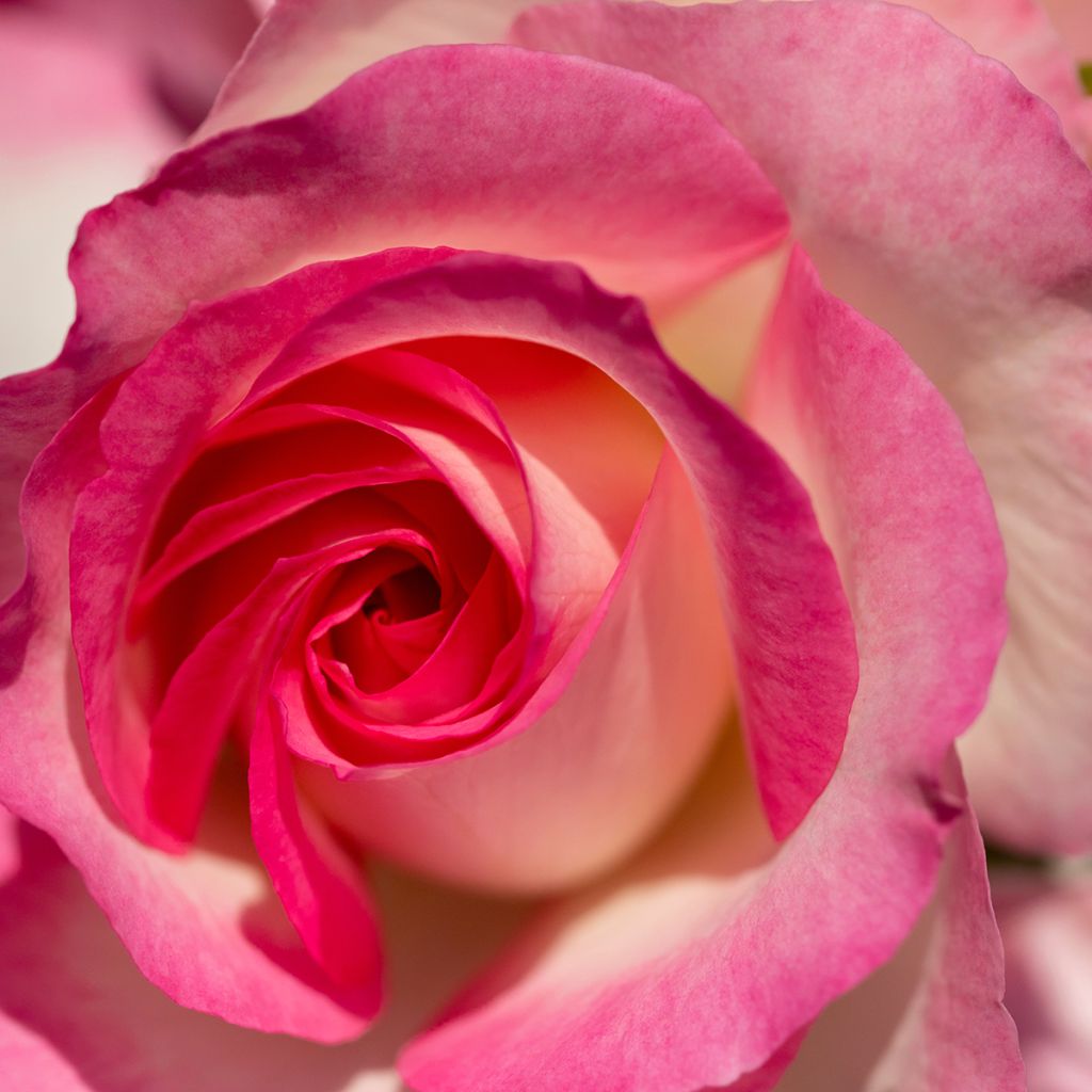 Rosa Espoir dAnjou - Hybrid Tea Rose