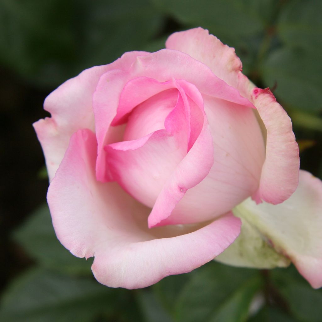 Rosa 'Honoré de Balzac' - Hybrid Tea Rose