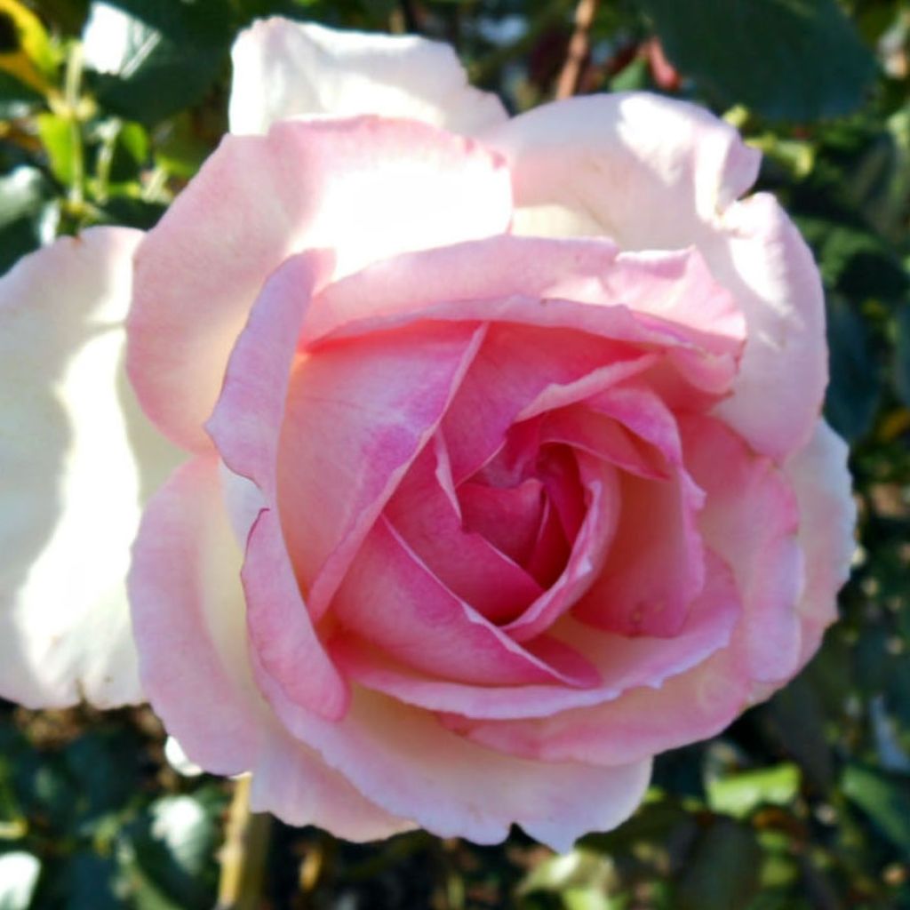 Rosa 'Honoré de Balzac' - Hybrid Tea Rose