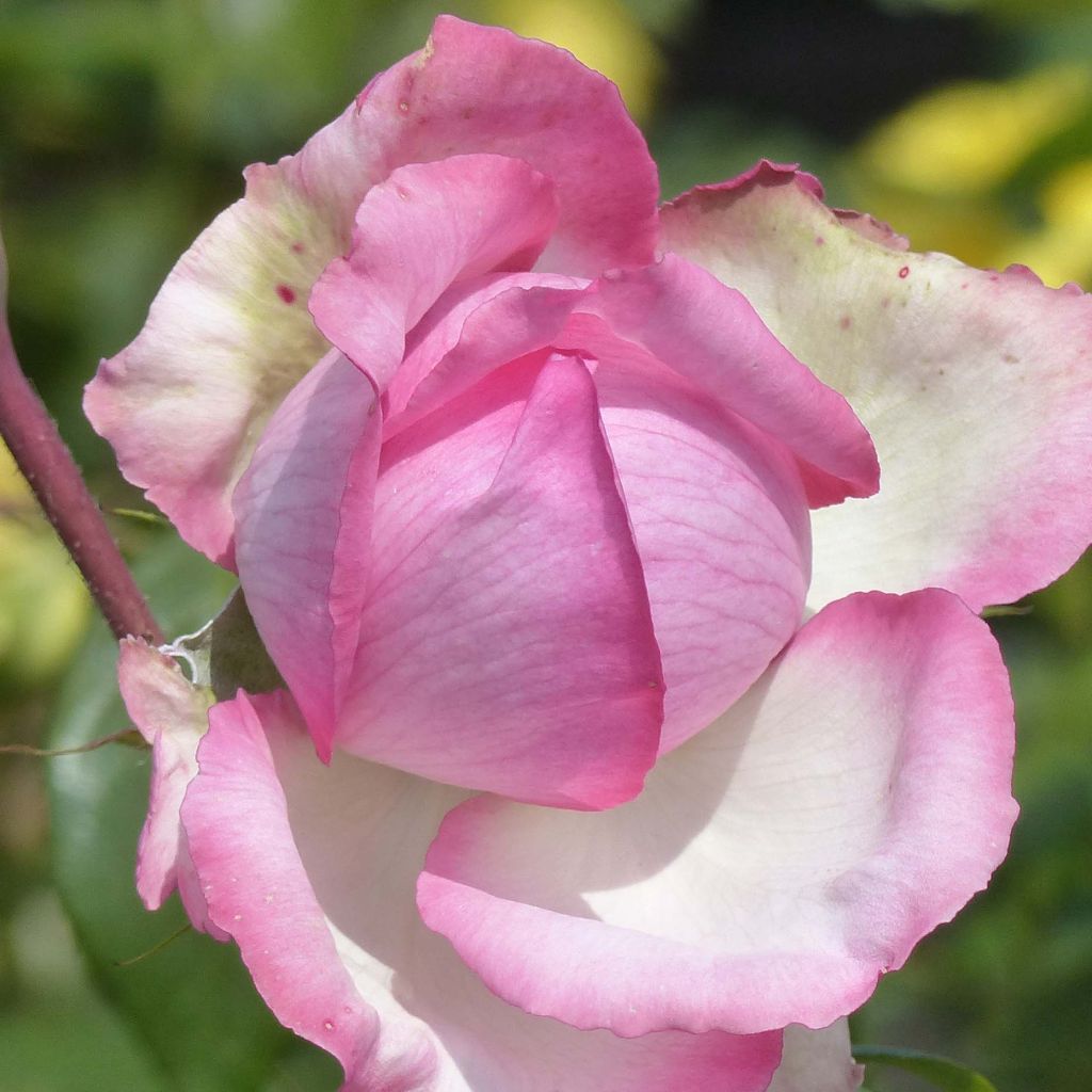 Rosa 'Honoré de Balzac' - Hybrid Tea Rose