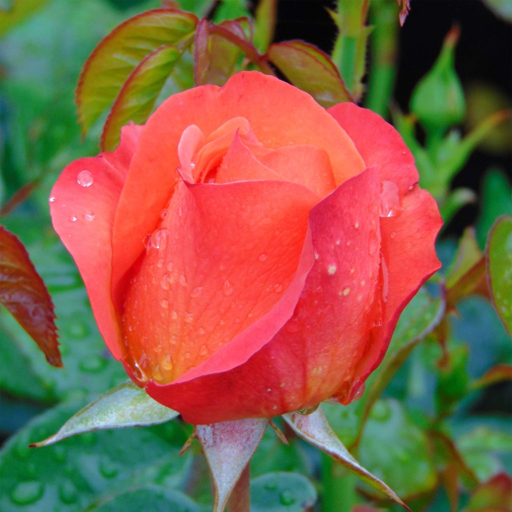 Rosa Ibiza - Hybrid Tea Rose