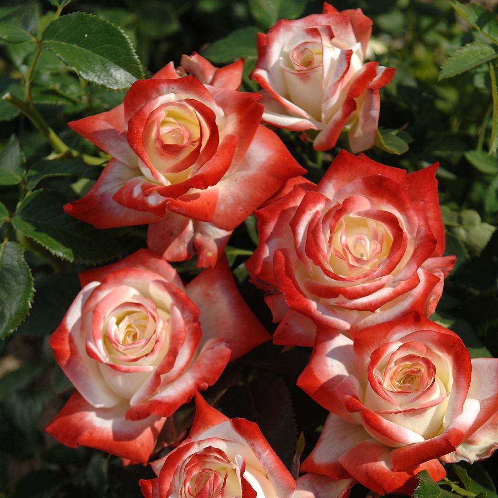 Rosier à grandes fleurs Impératrice Farah en racines nues.