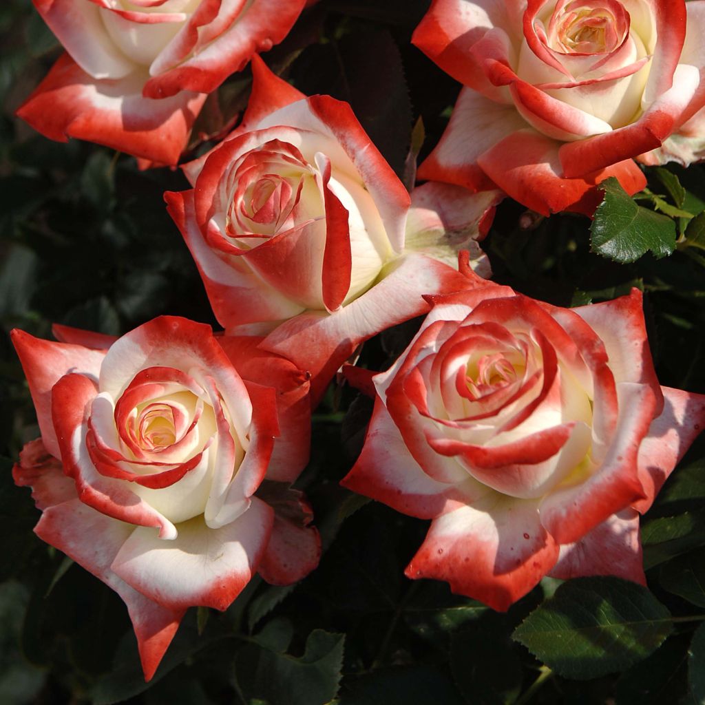 Rosier à grandes fleurs Impératrice Farah en racines nues.