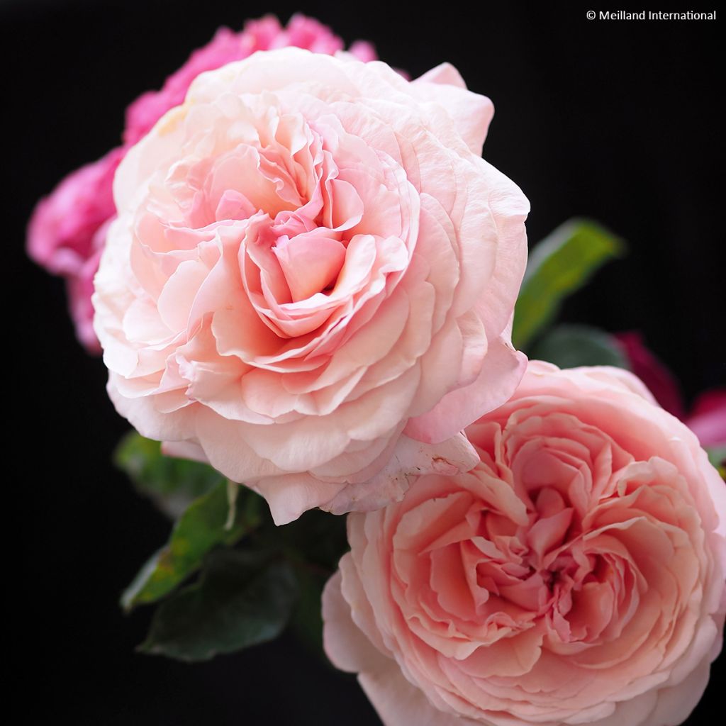 Rosa 'Jean de la Fontaine' - Shrub Rose