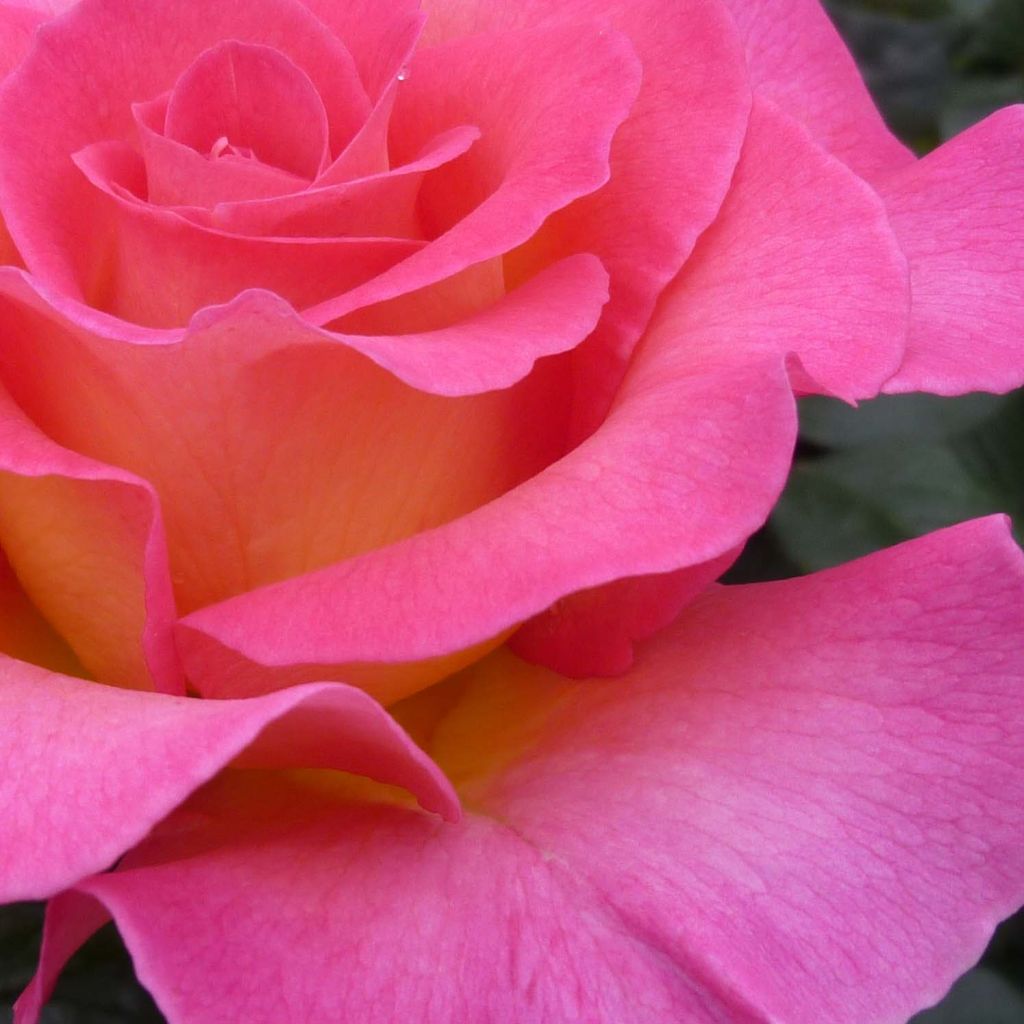 Rosier à grandes fleurs Pink Paradise en racines nues