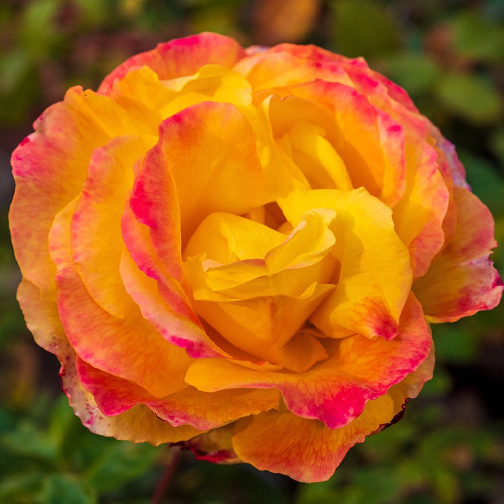 Rosa 'Rose der Hoffnung' - Bush Rose