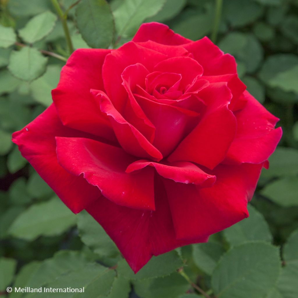 Rosa 'Meivestal' VICTOR HUGO® - Rosier Victor Hugo, Rosier Dreams Come True, Rosier Senator Burda