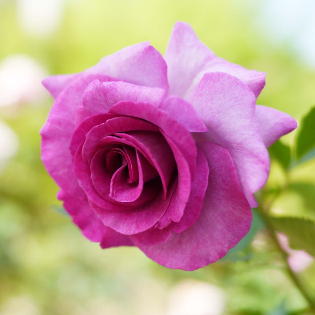 Rosa Violette Parfumée