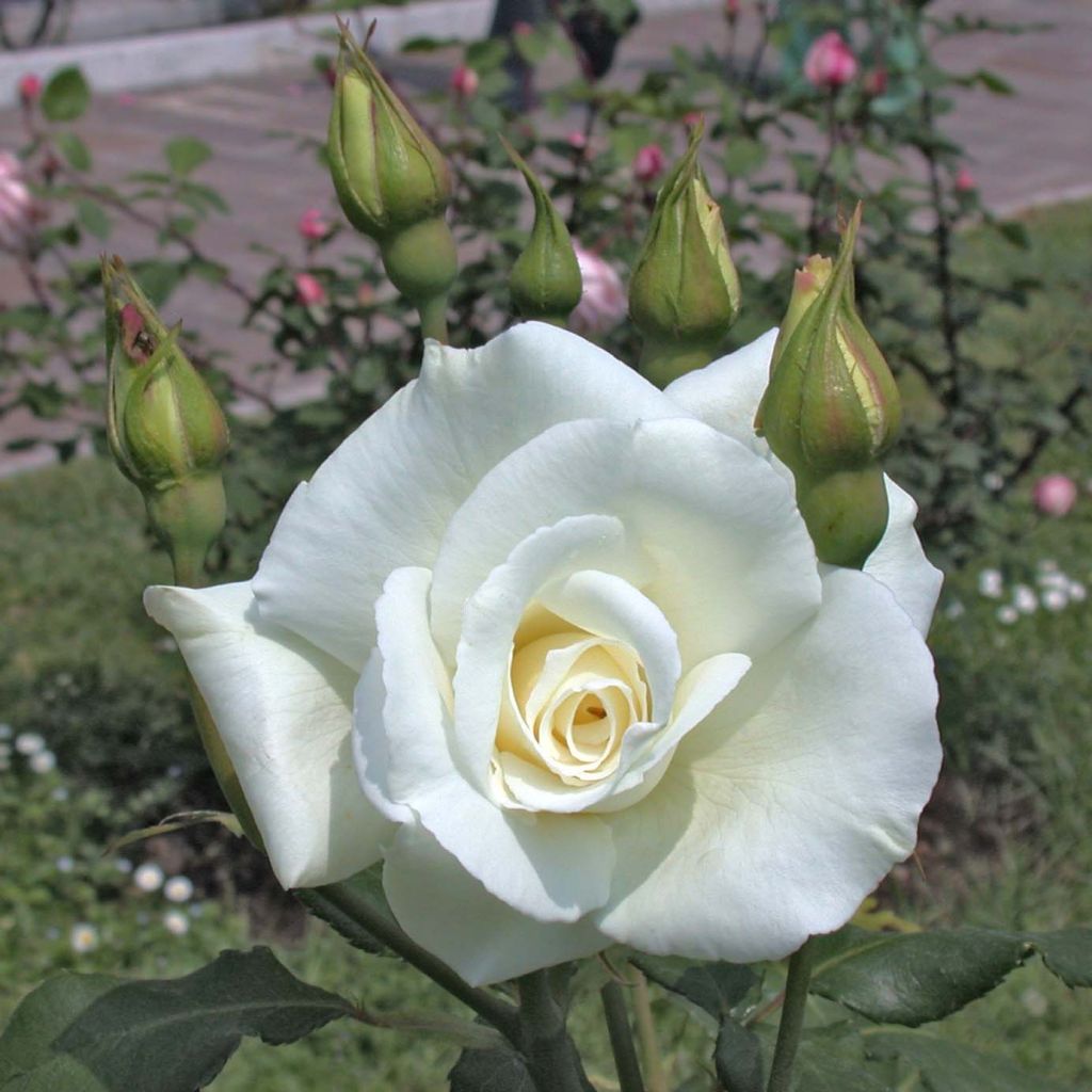 Rosa Virgo