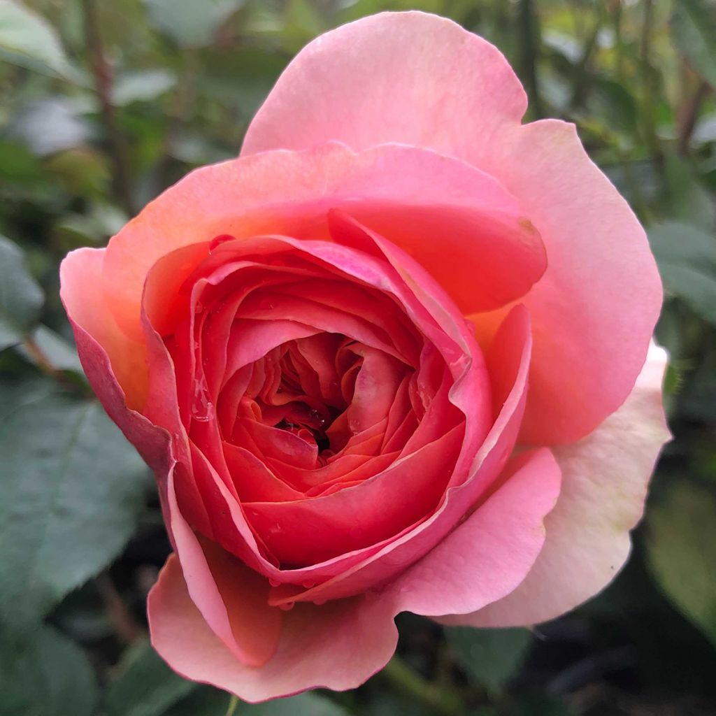 Rosa 'Music Hall' - Shrub Rose